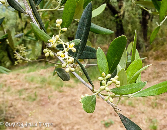 Formazione dell'infiorescenza dell'olivo